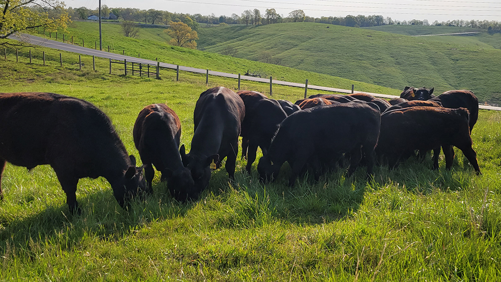 Available Livestock